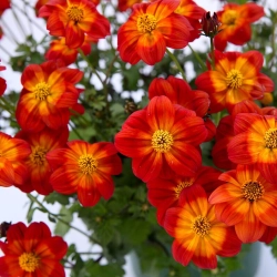 Bidens 'Blazing Ring of Fire™' – uczep